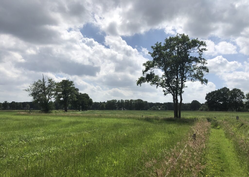 Pad in het midden van eht land